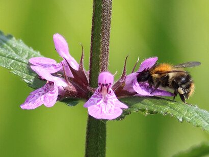 Marsh Woundwort, London Wetland © Gehan de Silva Wijeyeratne