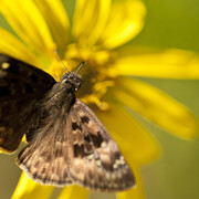 Florida Wildflower & Butterfly Garden. Courtesy of Florida Museum of Natural History
