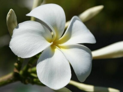 Fiore di frangipane