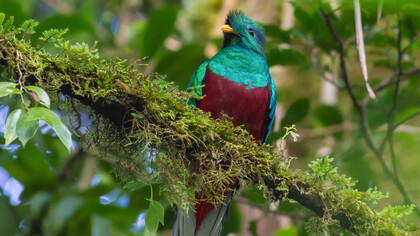 Quetzal (Pharomachrus Moccino), ph. Danny Breg

