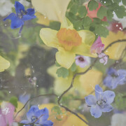 Catherine Erb, Daffodil 1, 2024. Courtesy of Catherine Couturier Gallery