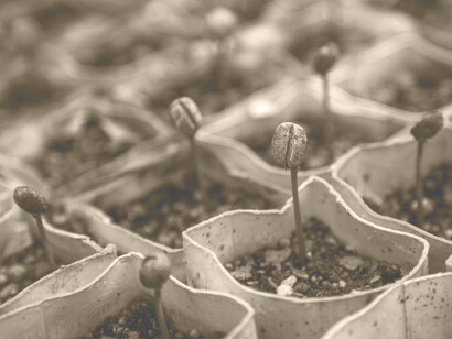 Semillas germinando