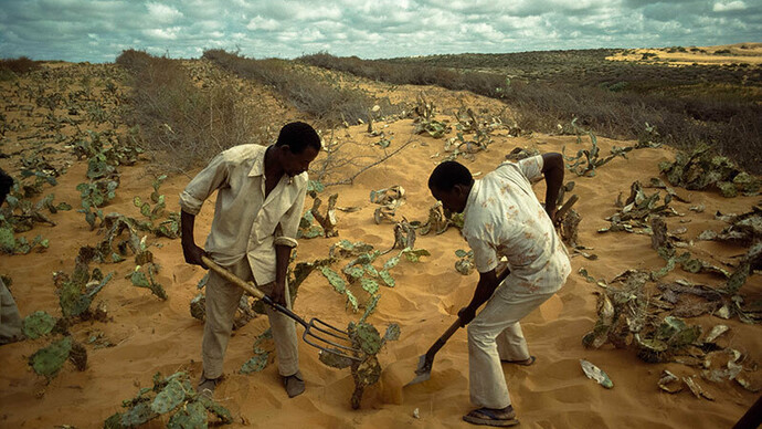 Combating Desertification in Africa