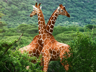 Jirafas en la selva africana