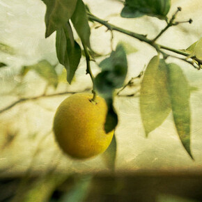 Wendi Schneider, Lemon, 2018, Pigment ink on vellum over white gold leaf, 15.25 x 10, Edition of 5, $1,500. Courtesy of Panopticon Gallery