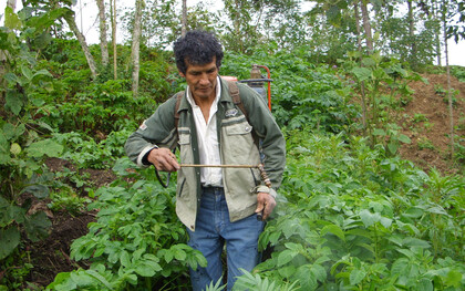 Agricultor cadmalquino trabajando en un campo de papas, Perú