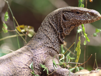 Land Monitor  © Gehan de Silva Wijeyeratne