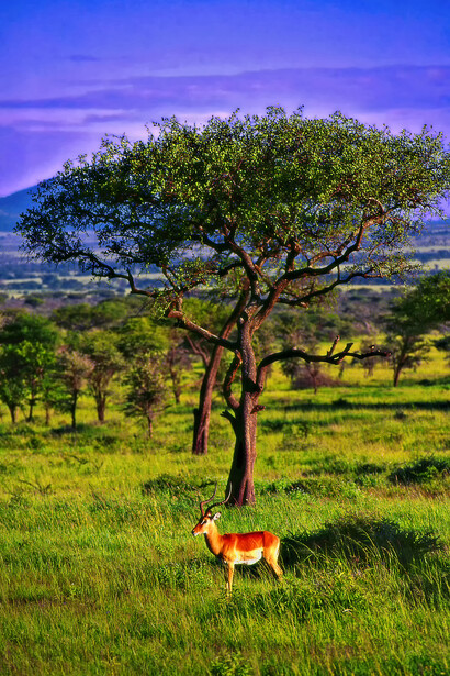 Tanzania – Parco Nazionale del Serengeti. Ph Sergio Pessolano