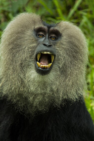 Alarm cries are intended to ward off predators 
