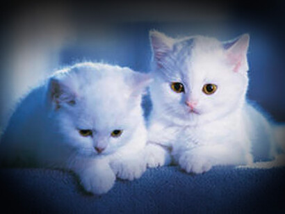 Hérédité. Comment rendre compte du fait que « les chiens ne font pas des chats » et que les enfants ressemblent davantage, globalement, à leurs parents qu’aux autres congénères ?