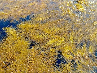 Algas Sargassum Horneri boiando