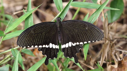 The Common Mormon is a commmon butterly © Gehan de Silva Wijeyeratne
