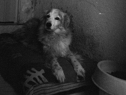 An older dog on his bed, in a shelter where it is full to capacity