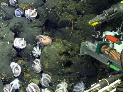 Este grupo de pulpos fue observado cerca del pequeño afloramiento rocoso conocido como Colina El Dorado, en la costa de Costa Rica. Foto: Schmidt Ocean Institute