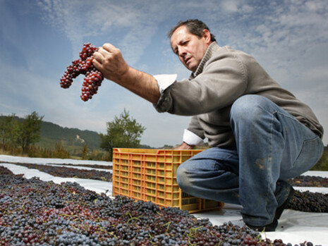 Wines and distillates