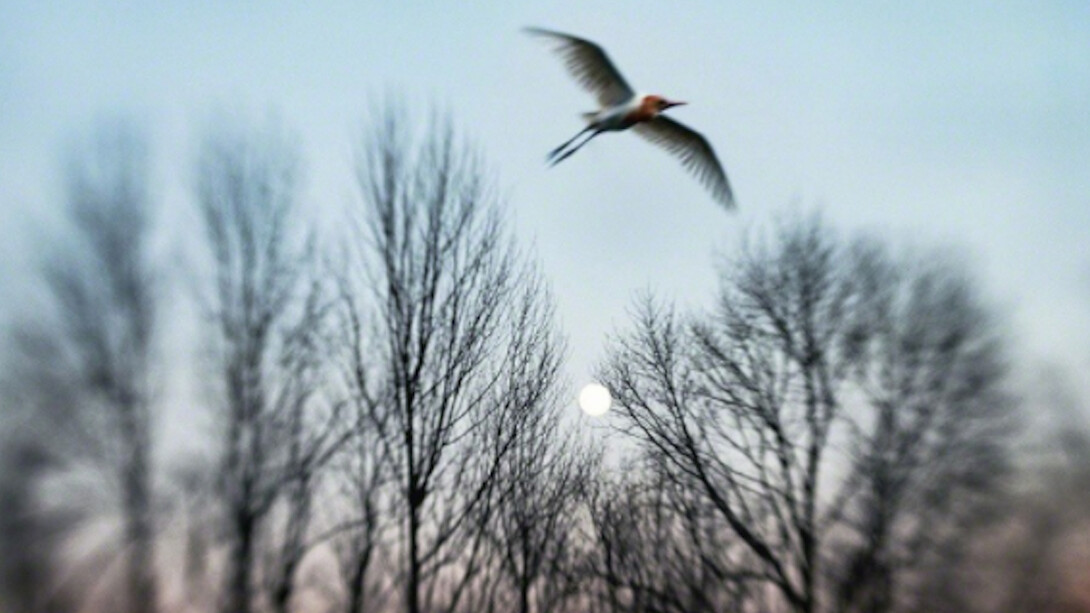 Aves. Courtesy of Galerie Claude Samuel