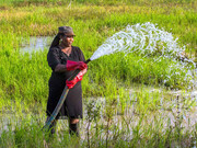 Saltwater agriculture