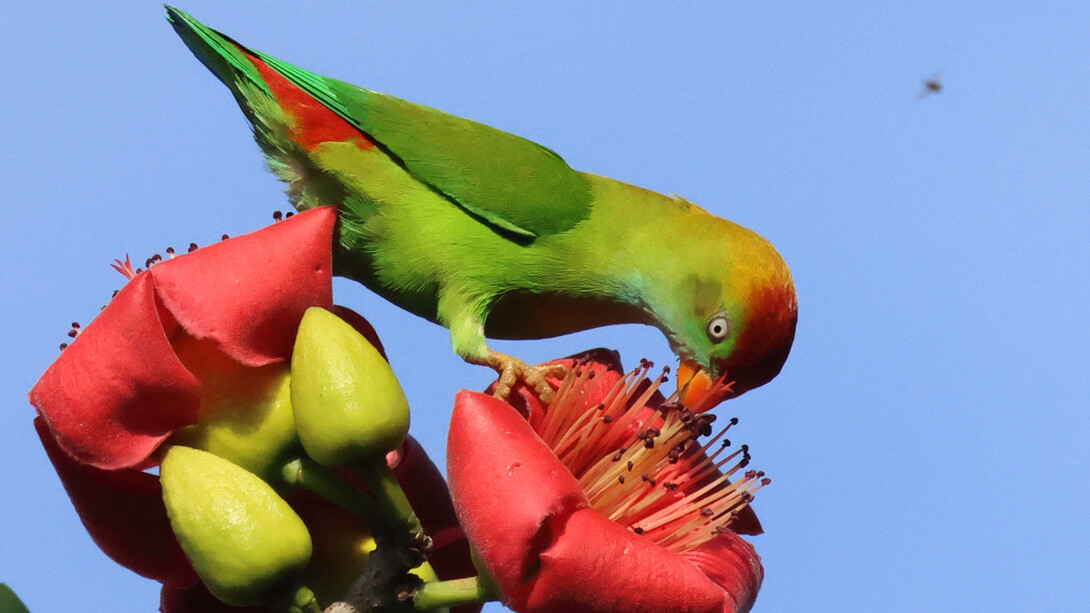 Sri Lanka Hanging-parrot © Gehan de Silva Wijeyeratne