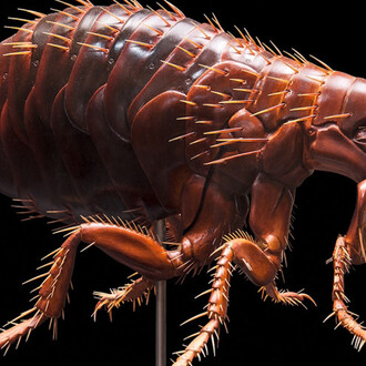 Keller’s Insect Models. Courtesy of Museum für Naturkunde