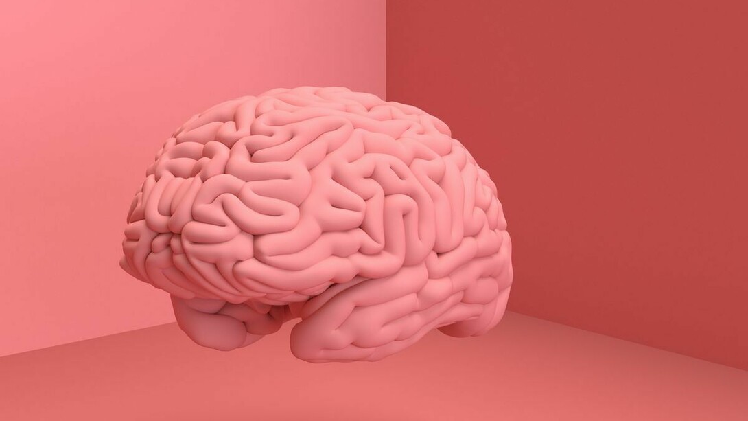 Cervello umano: l’uomo è l’animale più complesso