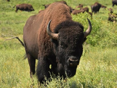 El sueño del toro seguía apareciendo cada noche
