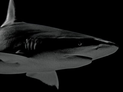 Los grandes tiburones son los depredadores naturales de las rayas gigantes