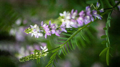 «Galega officinalis» (también conocida como ruda cabruna y lila francesa) utilizada para tratar síntomas de hiperglucemia