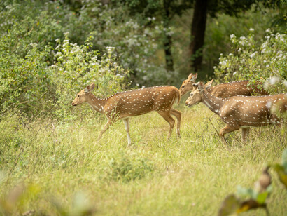 A herd of deer grazing in the forest