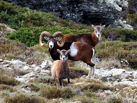Negli anni '70 vennero introdotti nel Parco Nazionale dell'Arcipelago Toscano i mufloni sardi