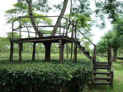 Mancotta Heritage Chang Bungalow, Dibrugarh, Tea plantation. Credit Purvi Discovery