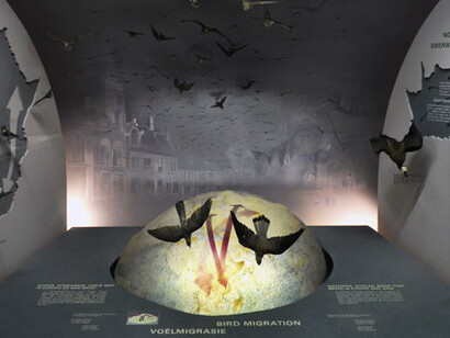 Birds, exhibition view. Courtesy of National Museum Bloemfontein