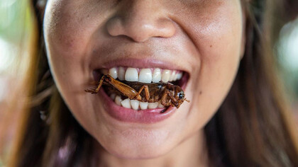 Entomofagia: ingesta de insectos como alimento para los humanos, un hábito alimenticio muy extendido en algunas culturas de la Tierra como en África, Asia, América y Oceanía