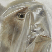 Horniman Museum and Gardens