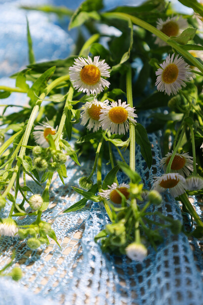 A beleza de um girrasol e seu ciclo de acompanhar a luz solar
