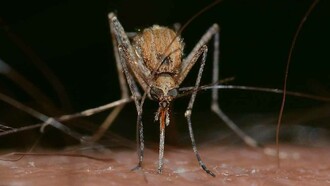 Malaria wird durch parasitäre Protozoen der Gattung Plasmodium