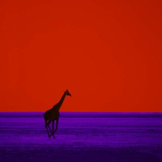 Pete Turner, Giraffe, 1964. Courtesy of Bruce Silverstein Gallery