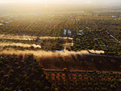 Uforest  renderà una foresta smart-tech, installando sensori per monitorare i benefici degli alberi sull’ambiente