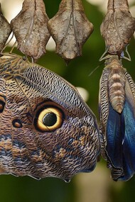 Caterpillars change into a cocoon and out comes a beautiful butterfly
