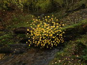 Andy Goldsworthy, Elm leaves. Grass stalks. Fallen elm. Calm. For Olle Lundberg. Dumfriesshire, Scotland. 4 November 2025 (detail), 2025. Courtesy of Haines Gallery