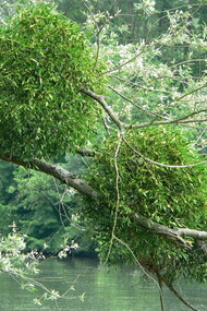 Mistletoe on a tree