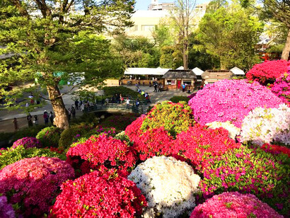 Overlooking Nezu Shrine grounds © Alma Reyes