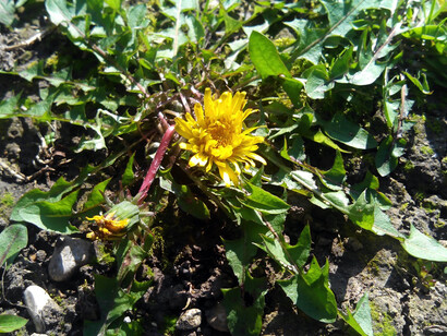 Cicoria selvatica con inflorescenze