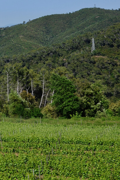 Monte en la sierra de Collserola