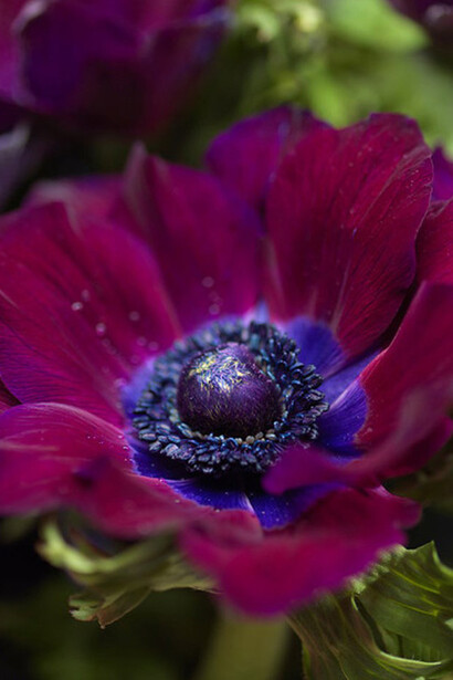 Un anemone carminio