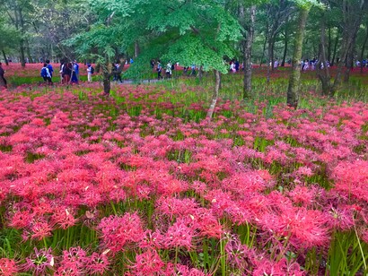 Kinchakuda Manjushage Park © Alma Reyes