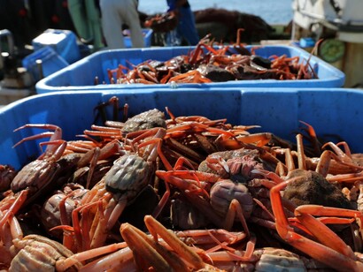 Granchi. Secondo i biologi con cui l'organizzazione sta lavorando i cambiamenti climatici hanno portato a un riscaldamento che ha alterato il metabolismo dei granchi delle nevi