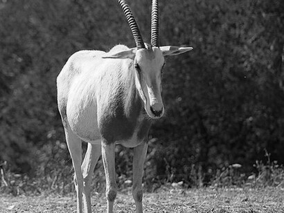 Oryx in the zoo of Rabat