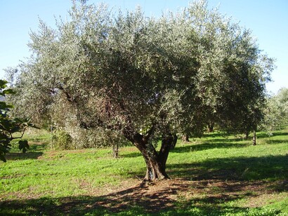 Olivo