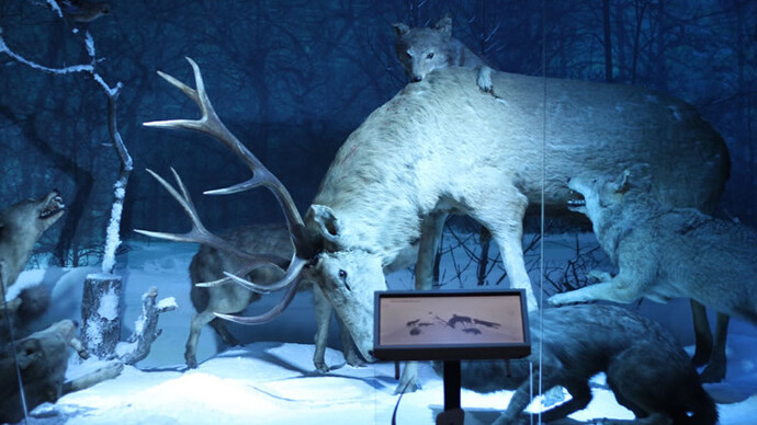 Stag attacked by wolves. Courtesy of Grigore Antipa National Museum of Natural History
