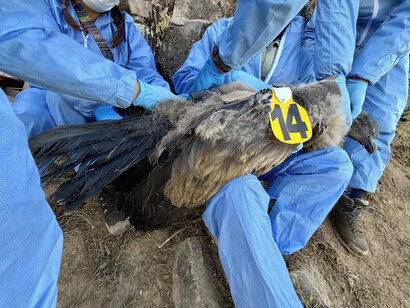 Uchuy, el pequeño polluelo cuyo nombre en quechua evoca su fragilidad, se convierte en símbolo de una nueva etapa en el estudio del cóndor